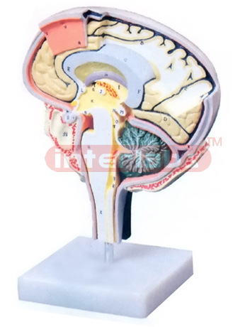 HUMAN BRAIN SECTION